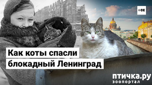 ����: ���� � ��������� ����������