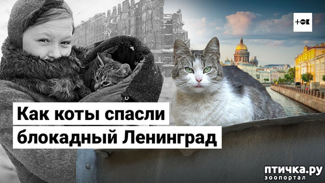 фото 1: Коты в блокадном Ленинграде