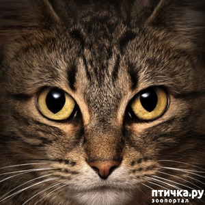 ����: ���