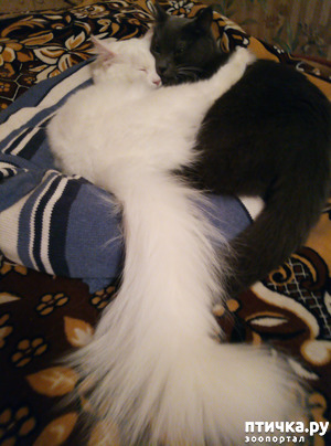 фотография: Баиньки фото: Баиньки