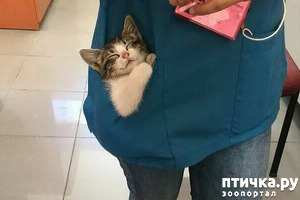 фотография: Все блаженство мира на этой мордочке фото: Все блаженство мира на этой мордочке