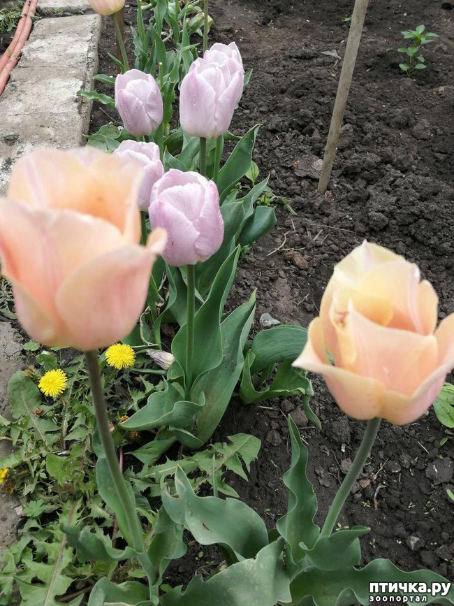 ���� 9: ���