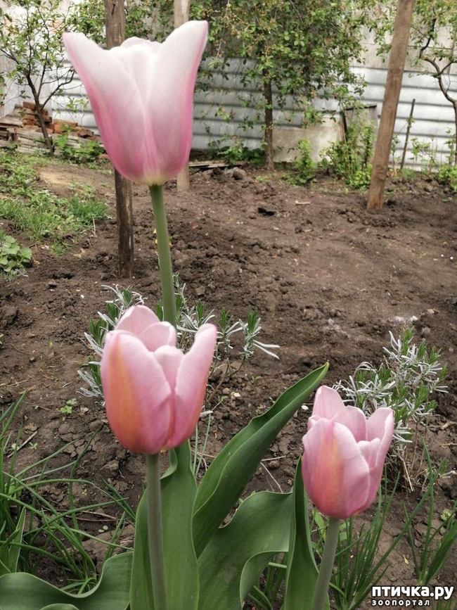 ���� 16: ���