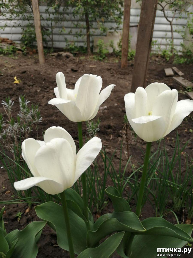 ���� 17: ���