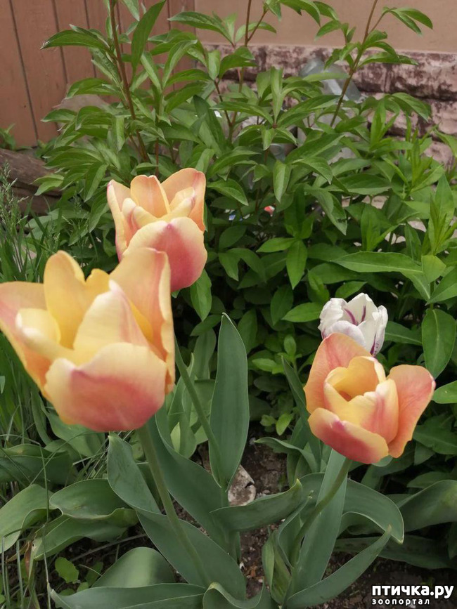 ���� 21: ���