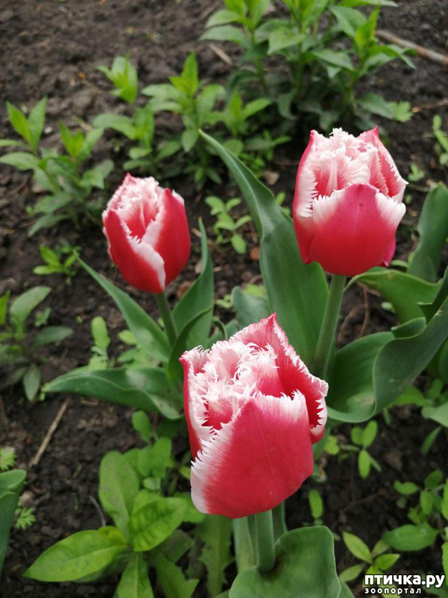 ���� 26: ���