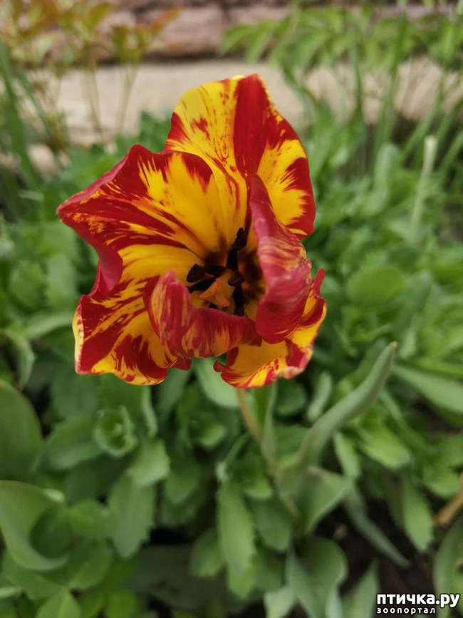 ���� 31: ���