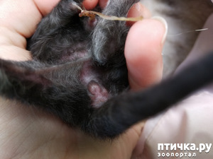 фото: Помогите определить пол новорождённого котёнка? срочно, пожалуйста?
