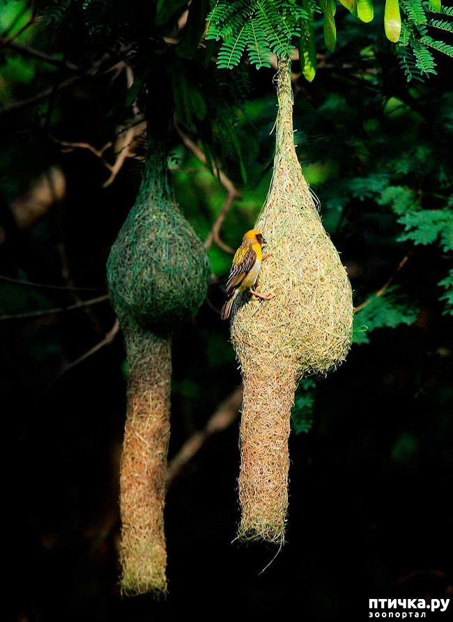 фото 18: Птичьи гнезда - шедевры природы
