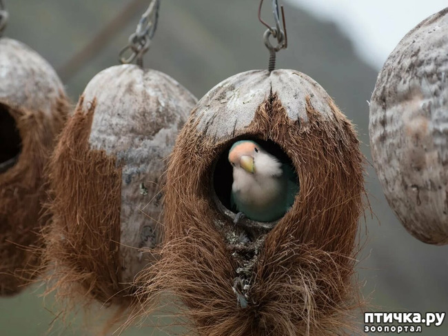 фото 19: Птичьи гнезда - шедевры природы