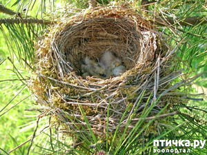 фотография: Птичьи гнезда - шедевры природы фото: Птичьи гнезда - шедевры природы