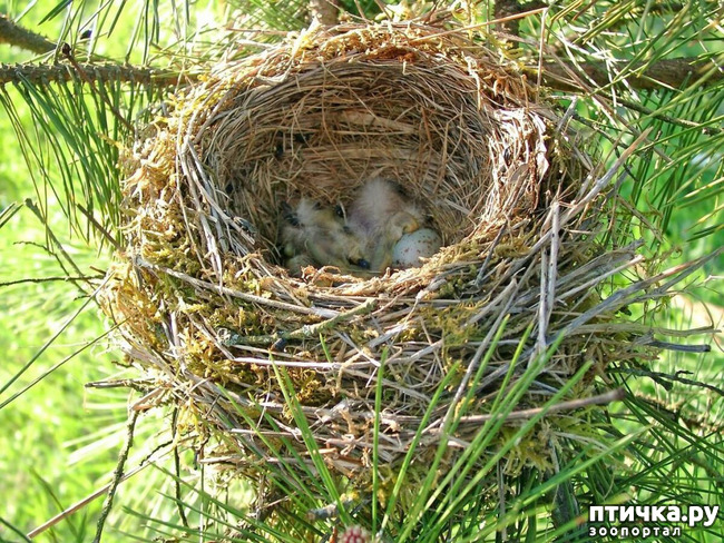 фото 1: Птичьи гнезда - шедевры природы