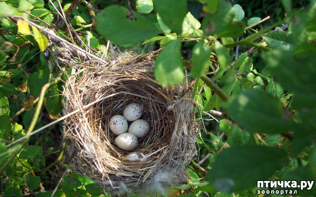 фото 2: Птичьи гнезда - шедевры природы