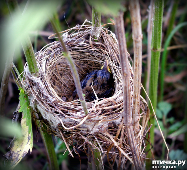 фото 23: Птичьи гнезда - шедевры природы