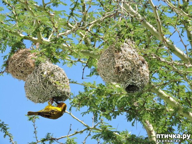 фото 24: Птичьи гнезда - шедевры природы