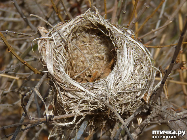 фото 25: Птичьи гнезда - шедевры природы