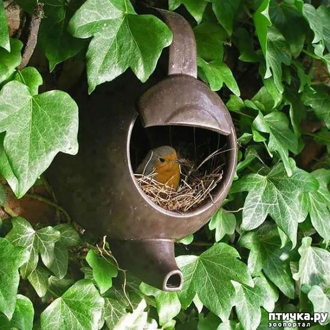 фото 26: Птичьи гнезда - шедевры природы