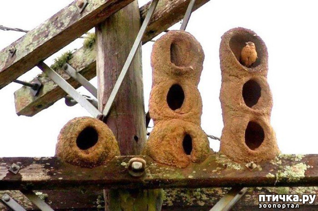 фото 5: Птичьи гнезда - шедевры природы
