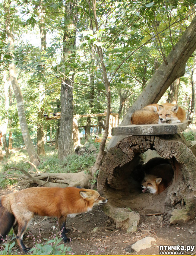 ���� 17: �������