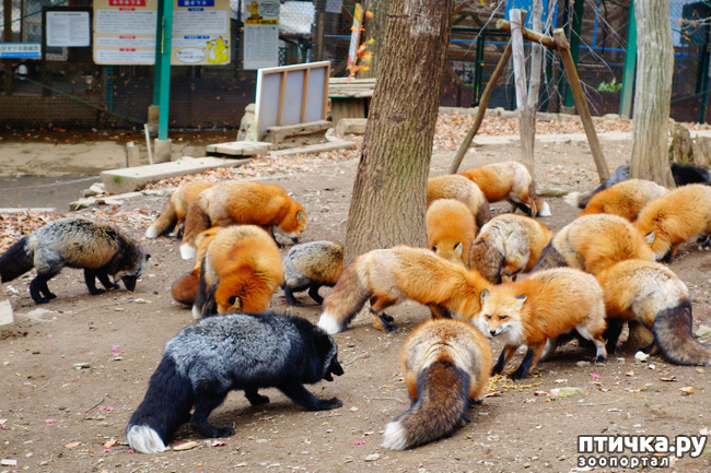 ���� 15: �������