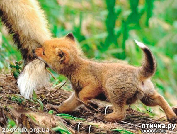 ���� 19: �������