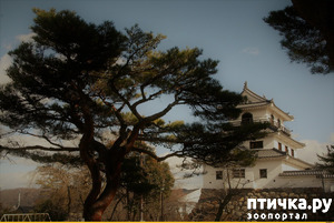 ����: �������