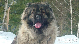 ����: � ���� ������� �����.. ��� �� �����)) ���-���������� �������.. ������� ����������� ������.. ������� ������ �� ������ ������))) � ����� ������ ������)))