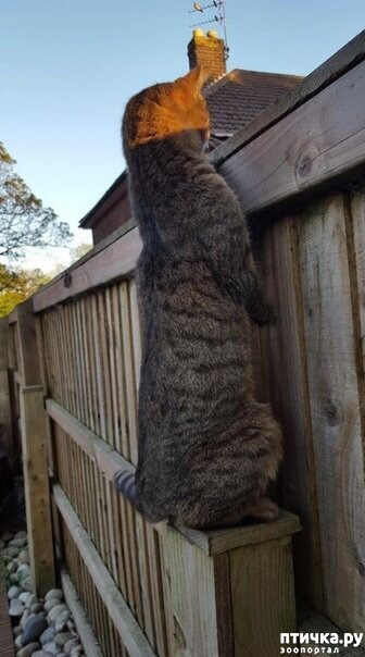 ���� 1: ����, ��� � ����? � ����������� �����, ������� ����...