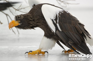 ����: �������� �����������. ��������� ������ �������