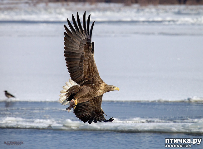 ���� 2: ������. �. �.