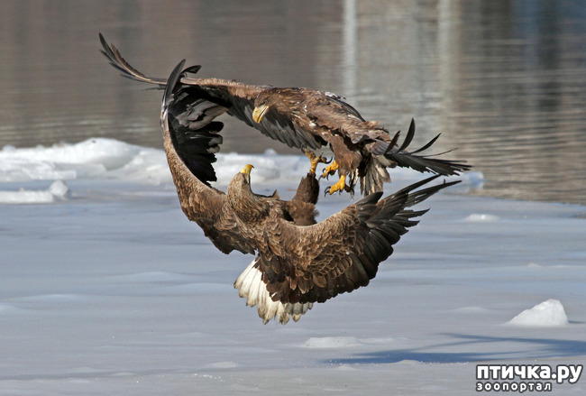 ���� 5: ������. �. �.