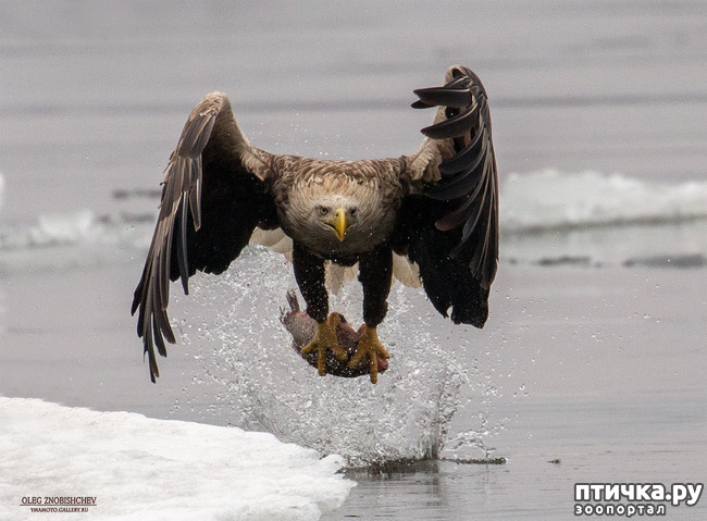 ���� 3: ������. �. �.