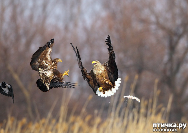 ���� 8: ������. �. �.