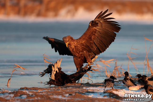 ���� 11: ������. �. �.