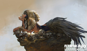 фотография: Гарпии фото: Гарпии