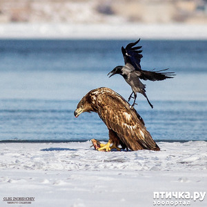 фотография: Орланы. Д. п. фото: Орланы. Д. п.