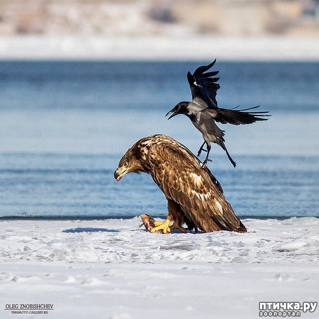 ���� 1: ������. �. �.