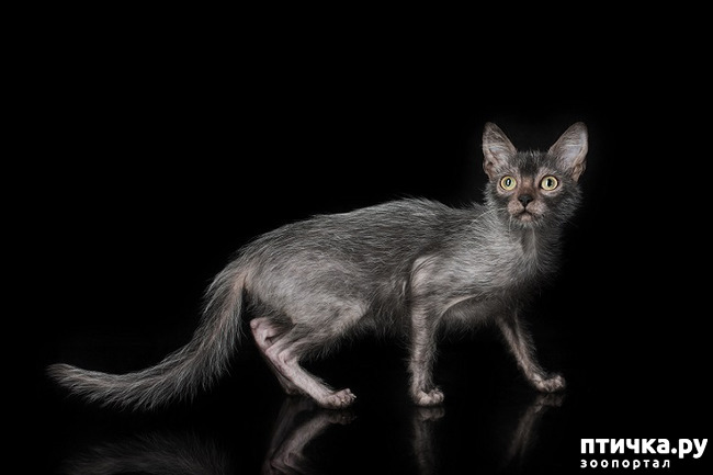 ���� 4: ���� - ��������