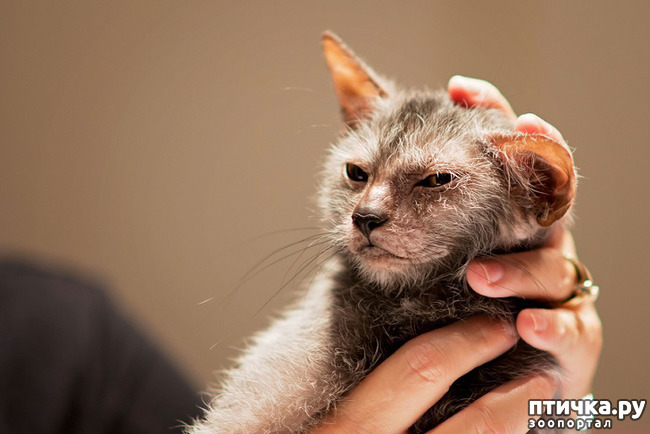 ���� 6: ���� - ��������