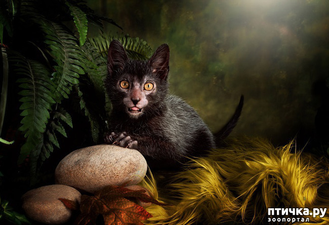 ���� 8: ���� - ��������