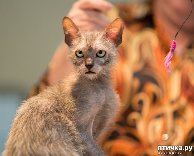 ���� 7: ���� - ��������