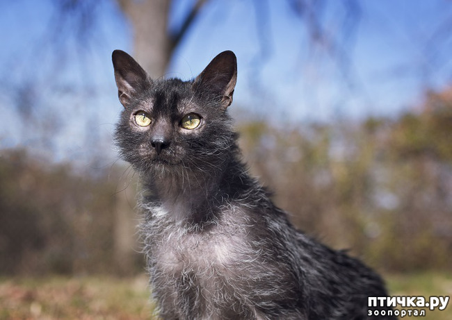 ���� 10: ���� - ��������