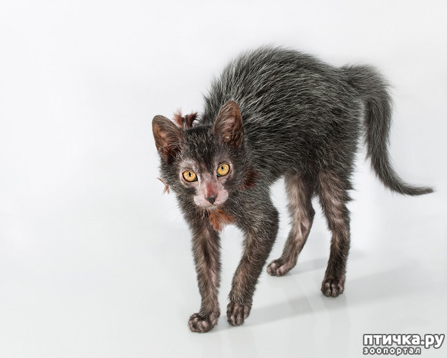 ���� 11: ���� - ��������