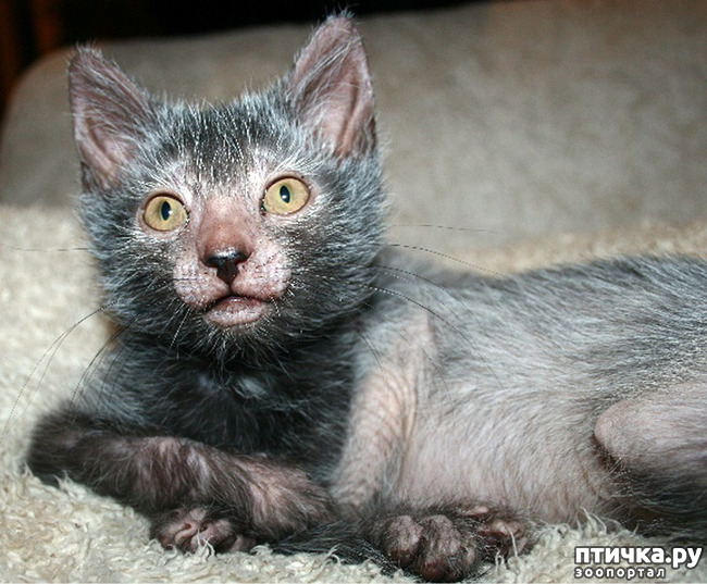 ���� 13: ���� - ��������