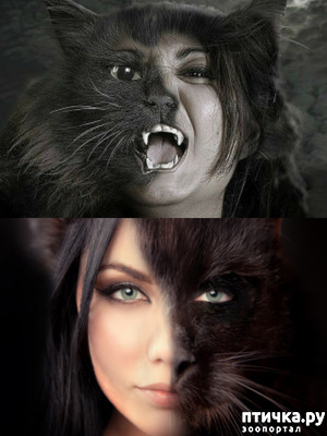 ����: ���� - ��������