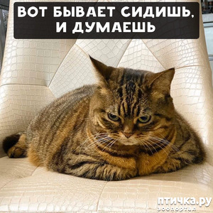 фотография: Без кота жизнь скучна фото: Без кота жизнь скучна