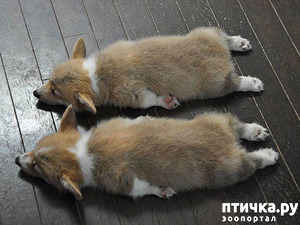 фотография: Два в одном или двойное удовольствие фото: Два в одном или двойное удовольствие