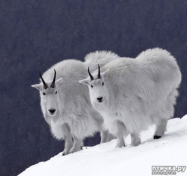 ���� 21: ��� � ����� ��� ������� ������������