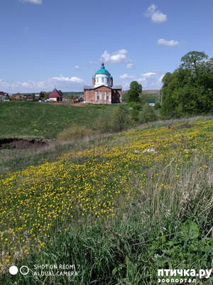 фотография: Бобровые хатки и лосиные следы. фото: Бобровые хатки и лосиные следы.