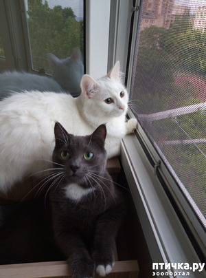 фотография: И снова отличились фото: И снова отличились